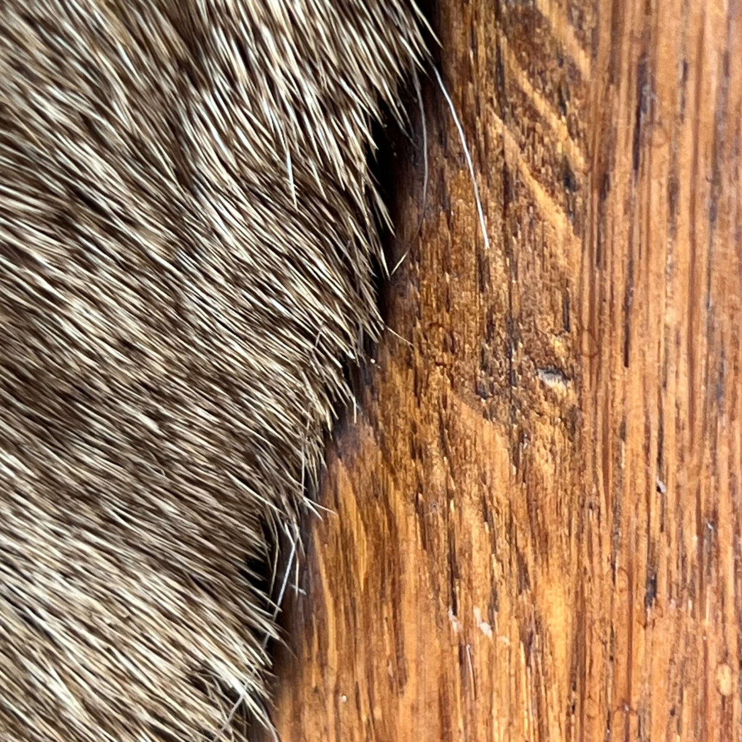 Close-up of deer mount against a wooden surface
