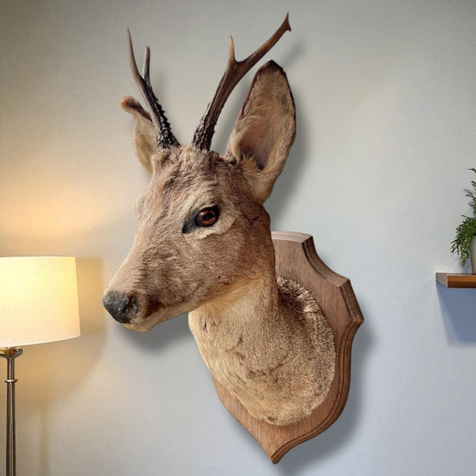 Deer head mount on a wooden plaque against a light grey wall with a lamp and plant in the background for sale from All Things French tore