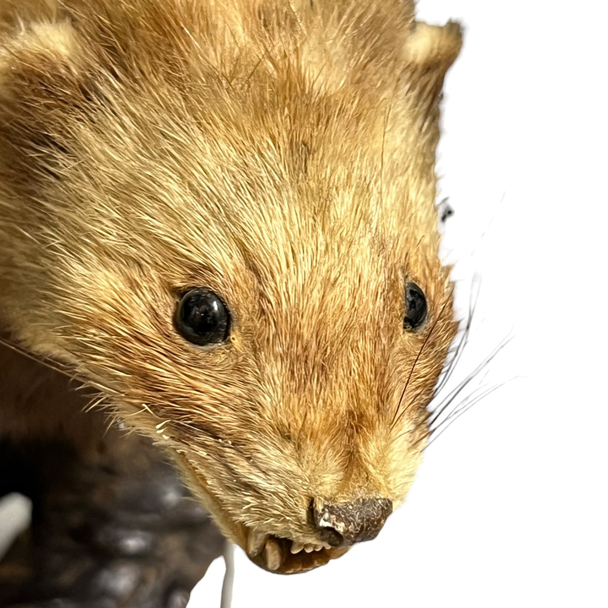 Vintage European Polecat Taxidermy Mount – Mustela putorius Natural History Display