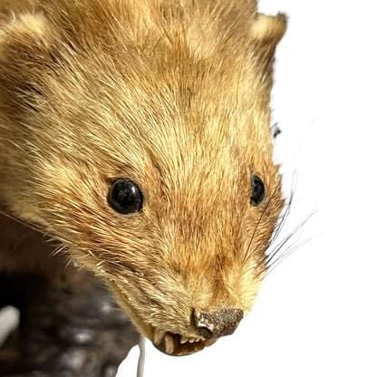 Vintage European Polecat Taxidermy Mount – Mustela putorius Natural History Display