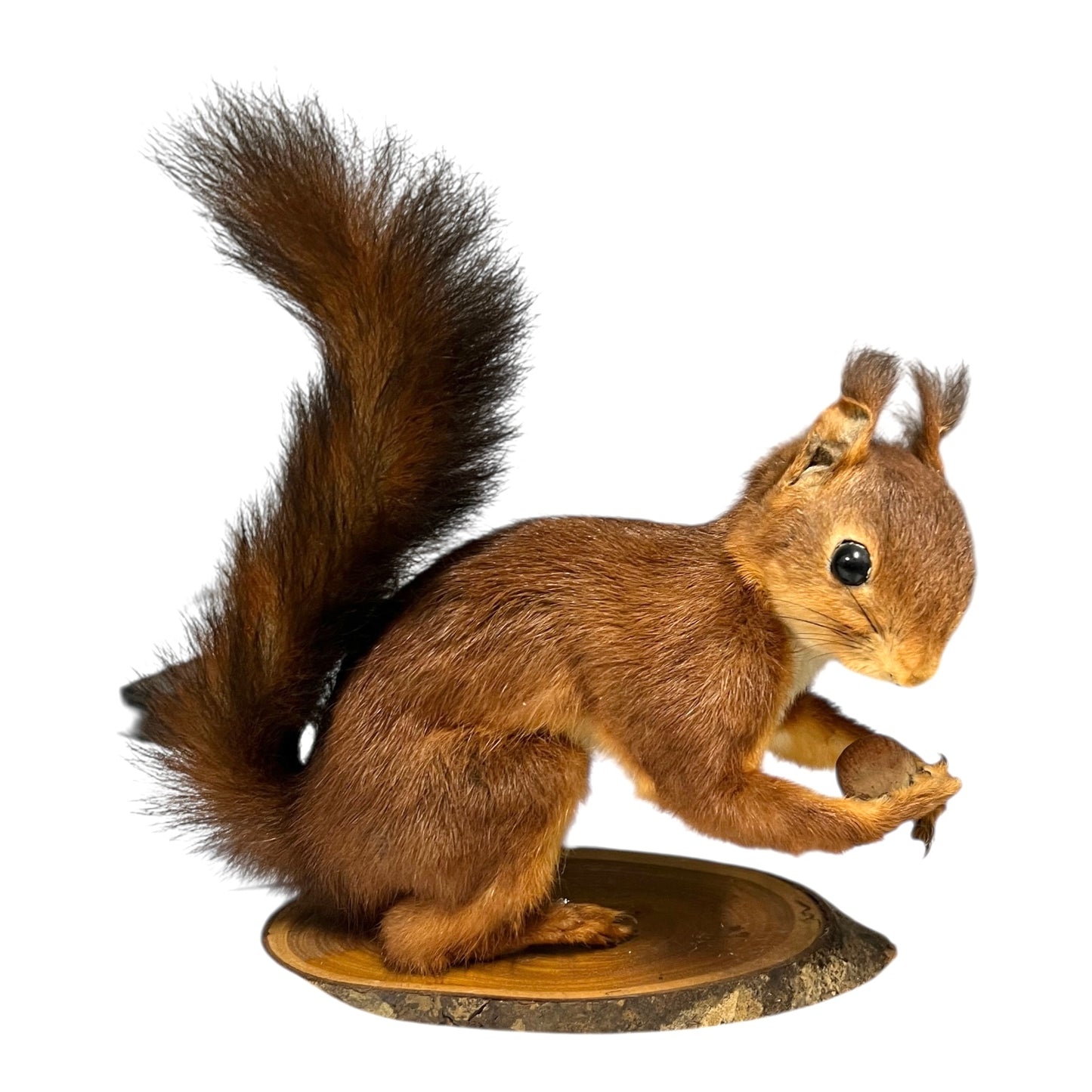 Taxidermy squirrel holding a nut on a white background