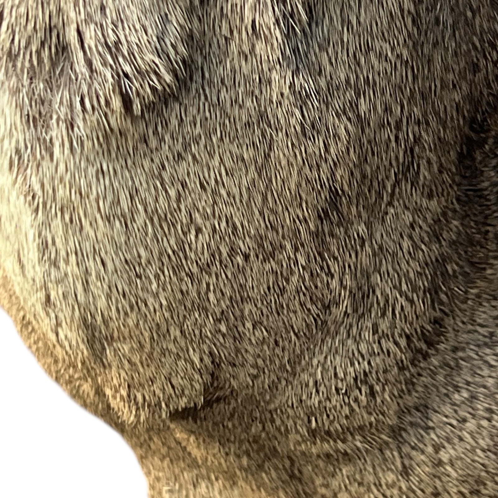 Close-up of a taxidermy deer head on a white background