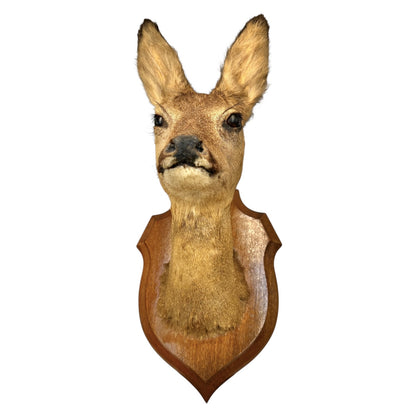 Taxidermy deer head mounted on a wooden plaque against a white background