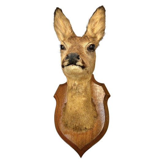 Taxidermy deer head mounted on a wooden plaque against a white background