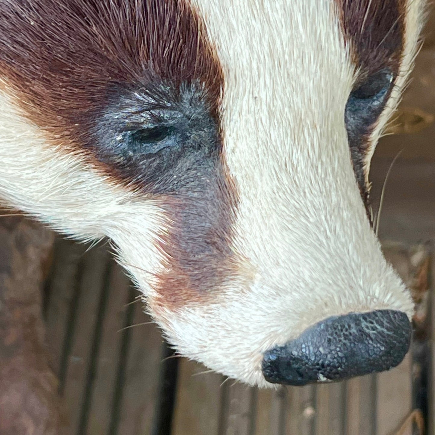 French Taxidermy Badger Adult Mounted on a Log Base in Standing Position