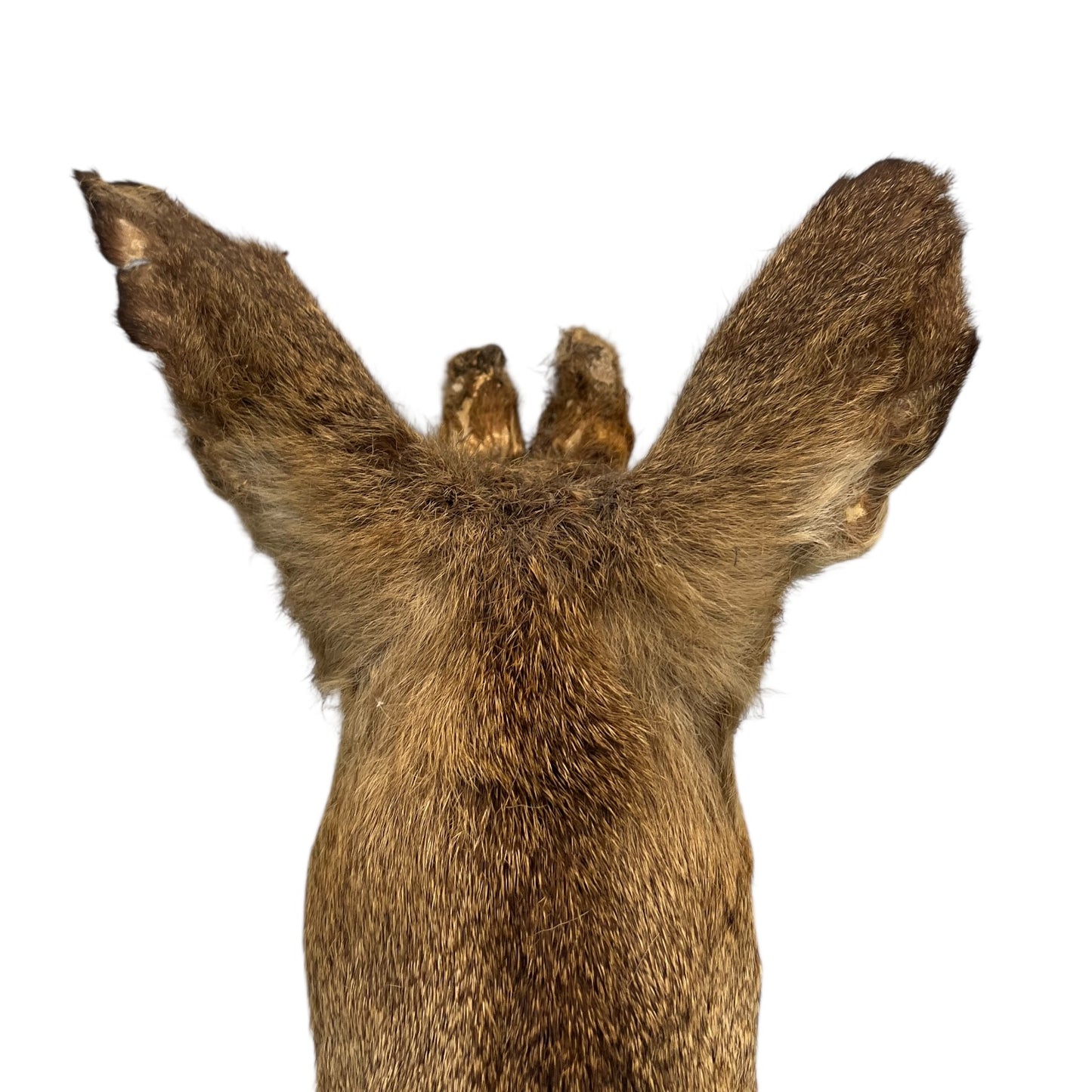 close up of a French taxidermy deer head mount on a wooden plaque against a white background