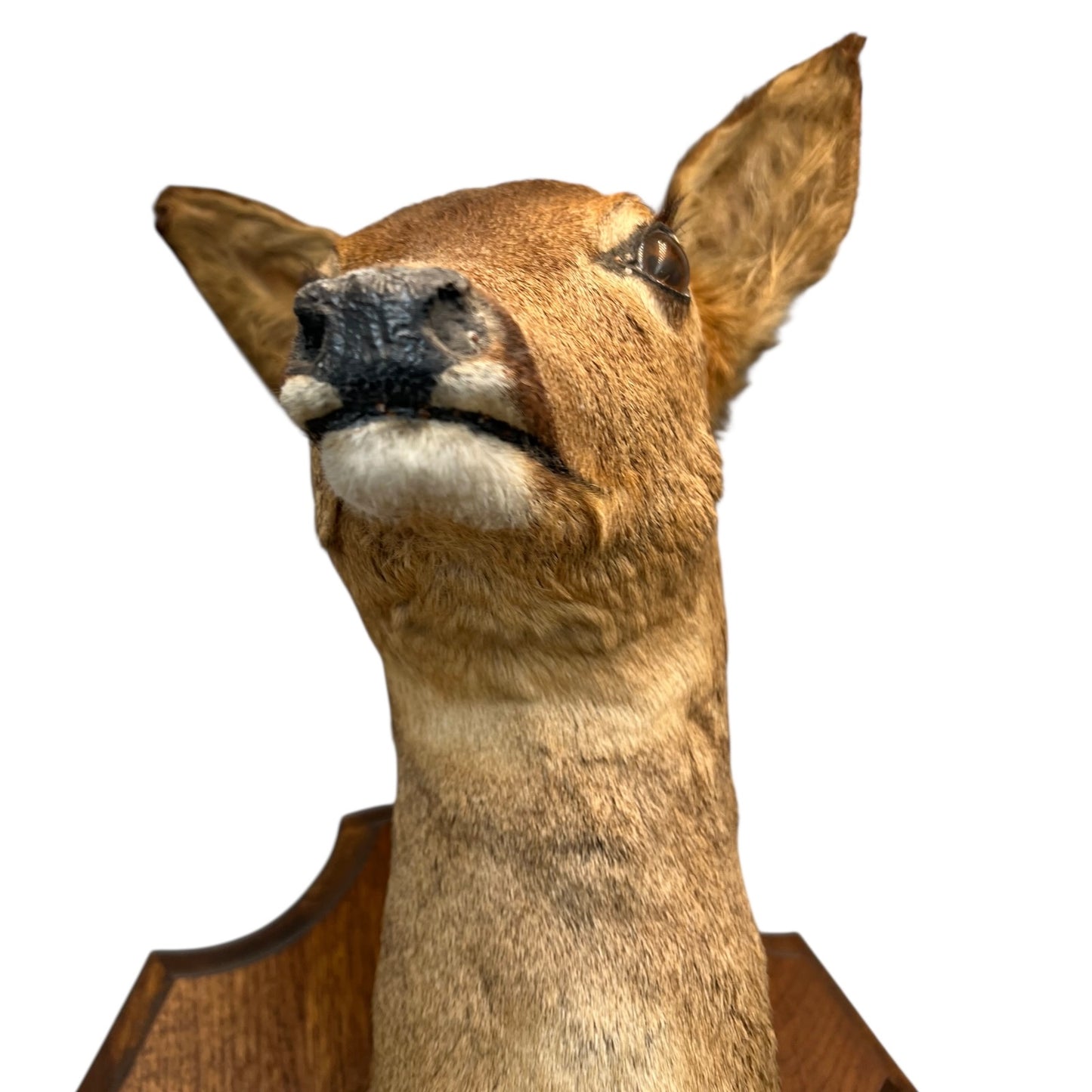 Vintage Taxidermy Roe Deer Head - French Mounted Specimen