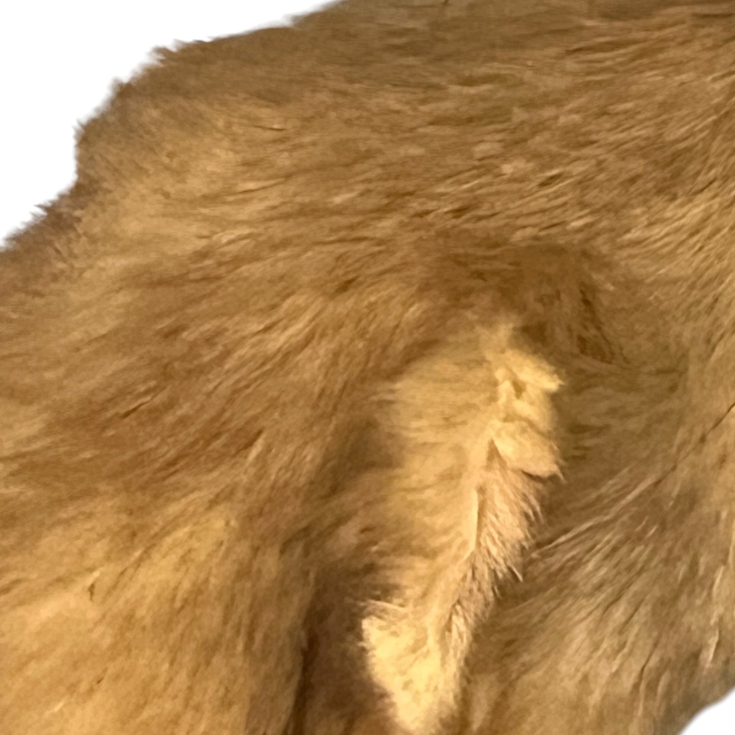 Close-up of a taxidermy small animal on a white background 