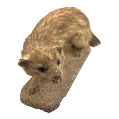 Close up of taxidermy animal on a white background