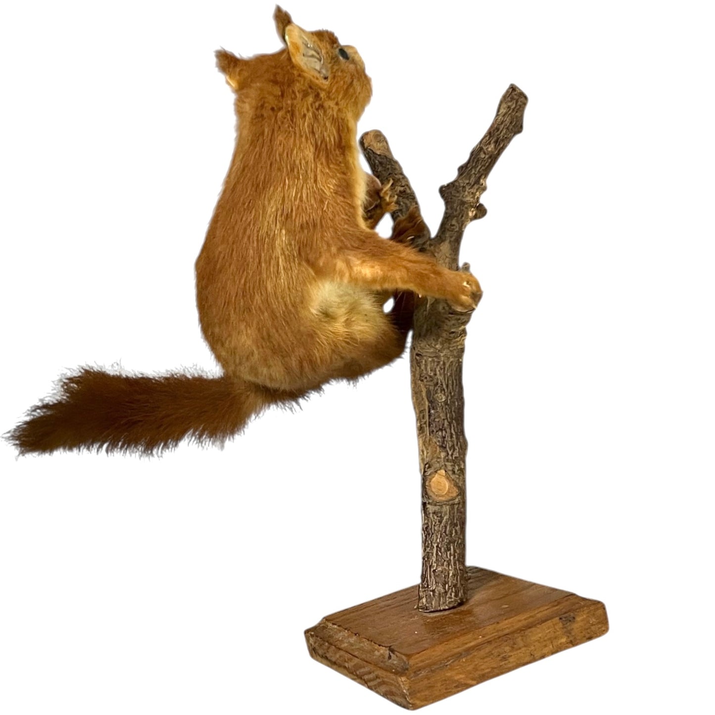 Taxidermy squirrel on a branch with a wooden base on a white background