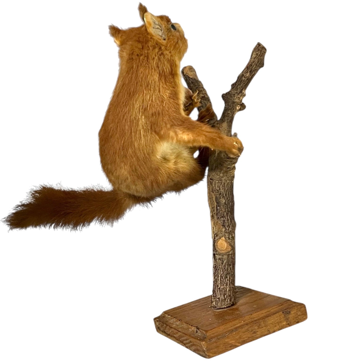 Taxidermy squirrel on a branch with a wooden base on a white background