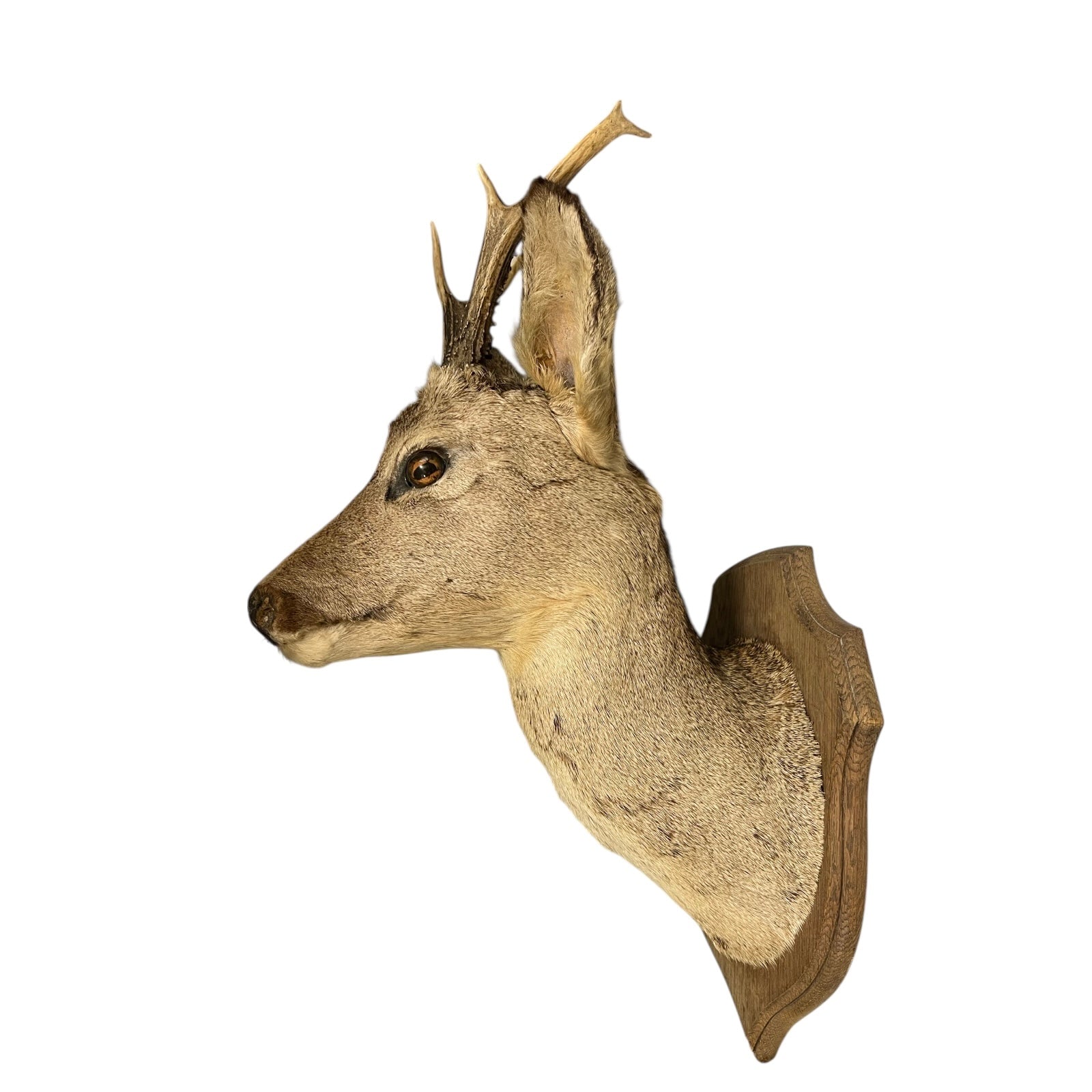 Deer head mount on a white background