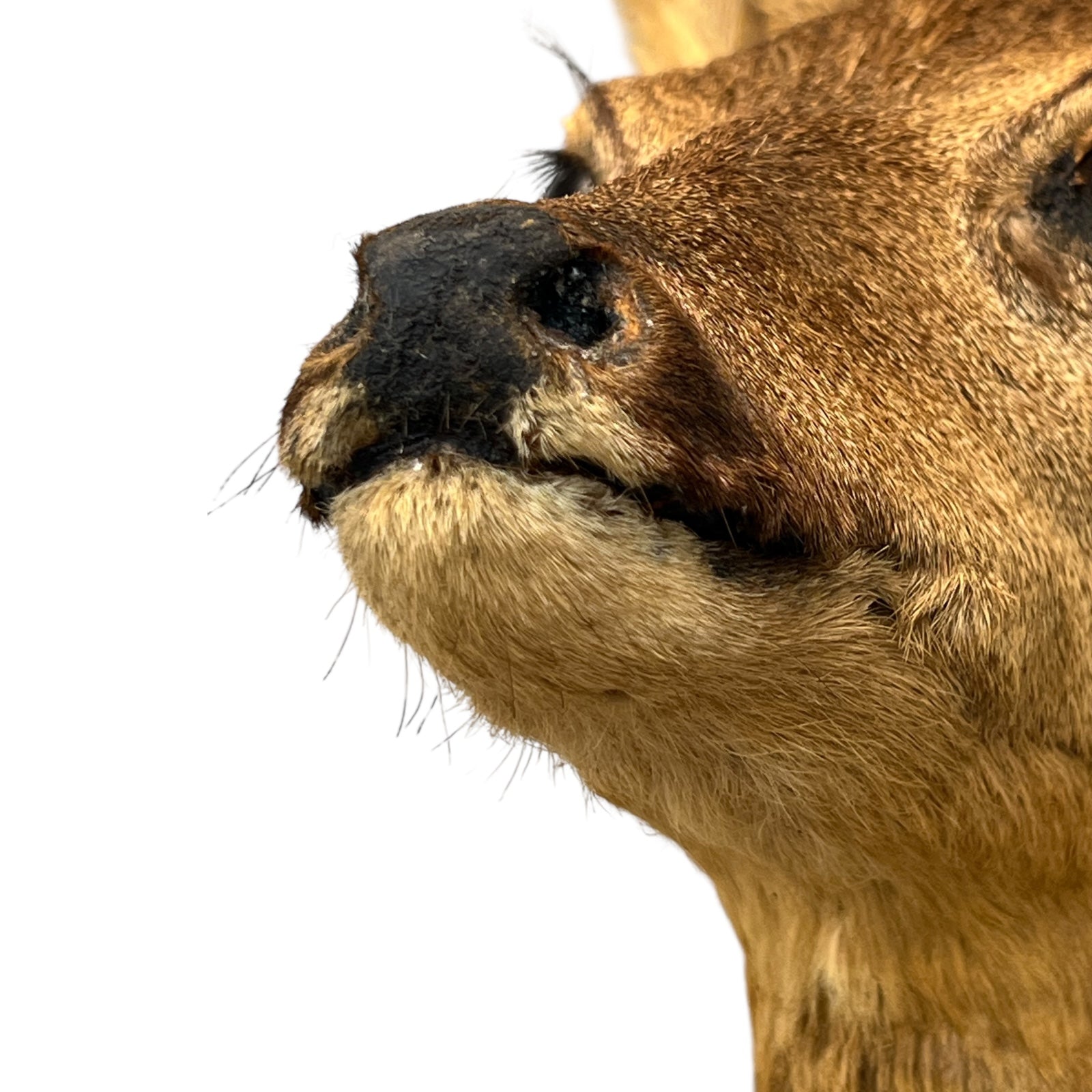 Close-up of a deer's face on a white background