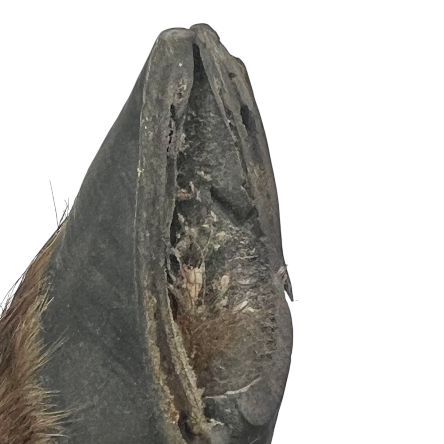 close up of boar hooves on a white background