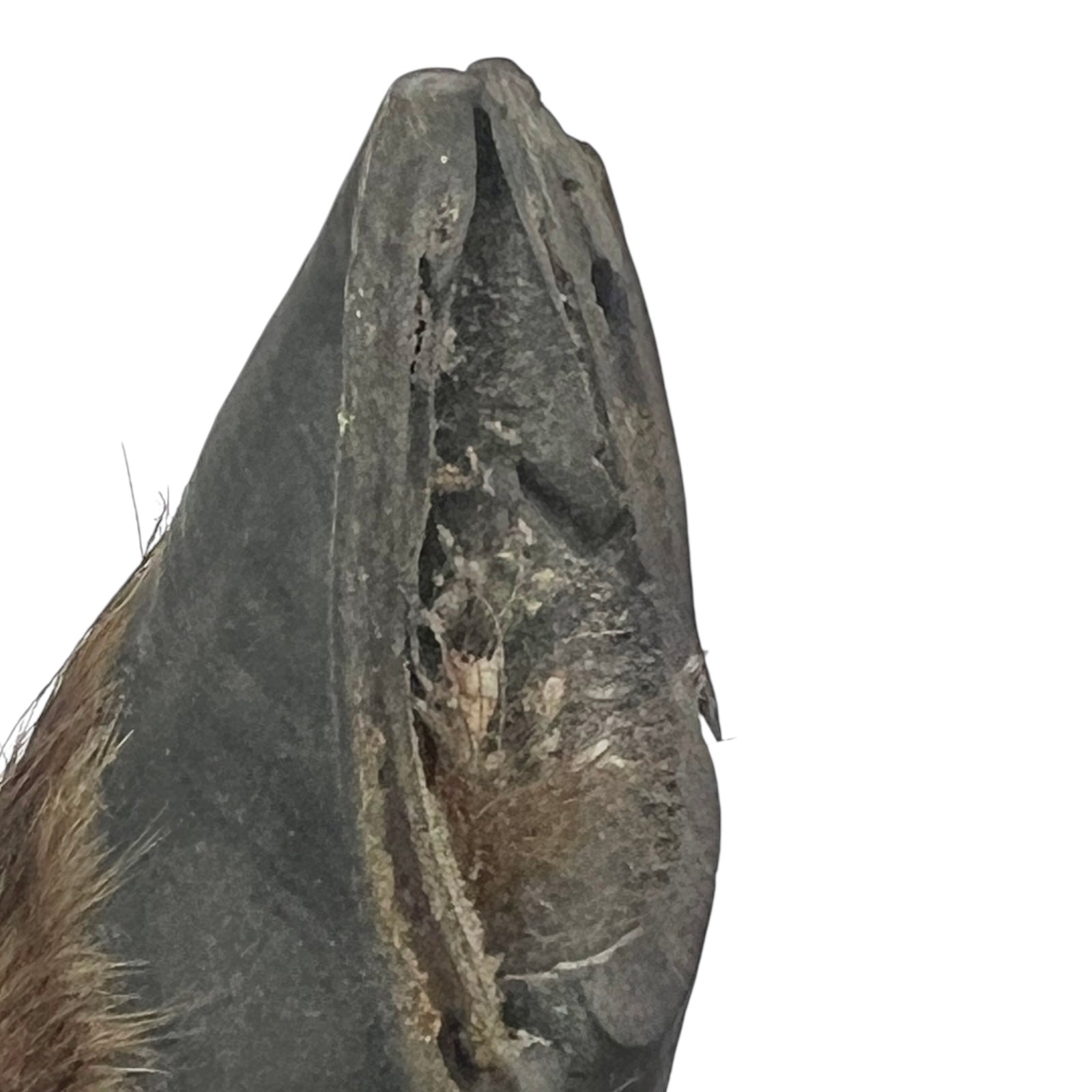 close up of boar hooves on a white background