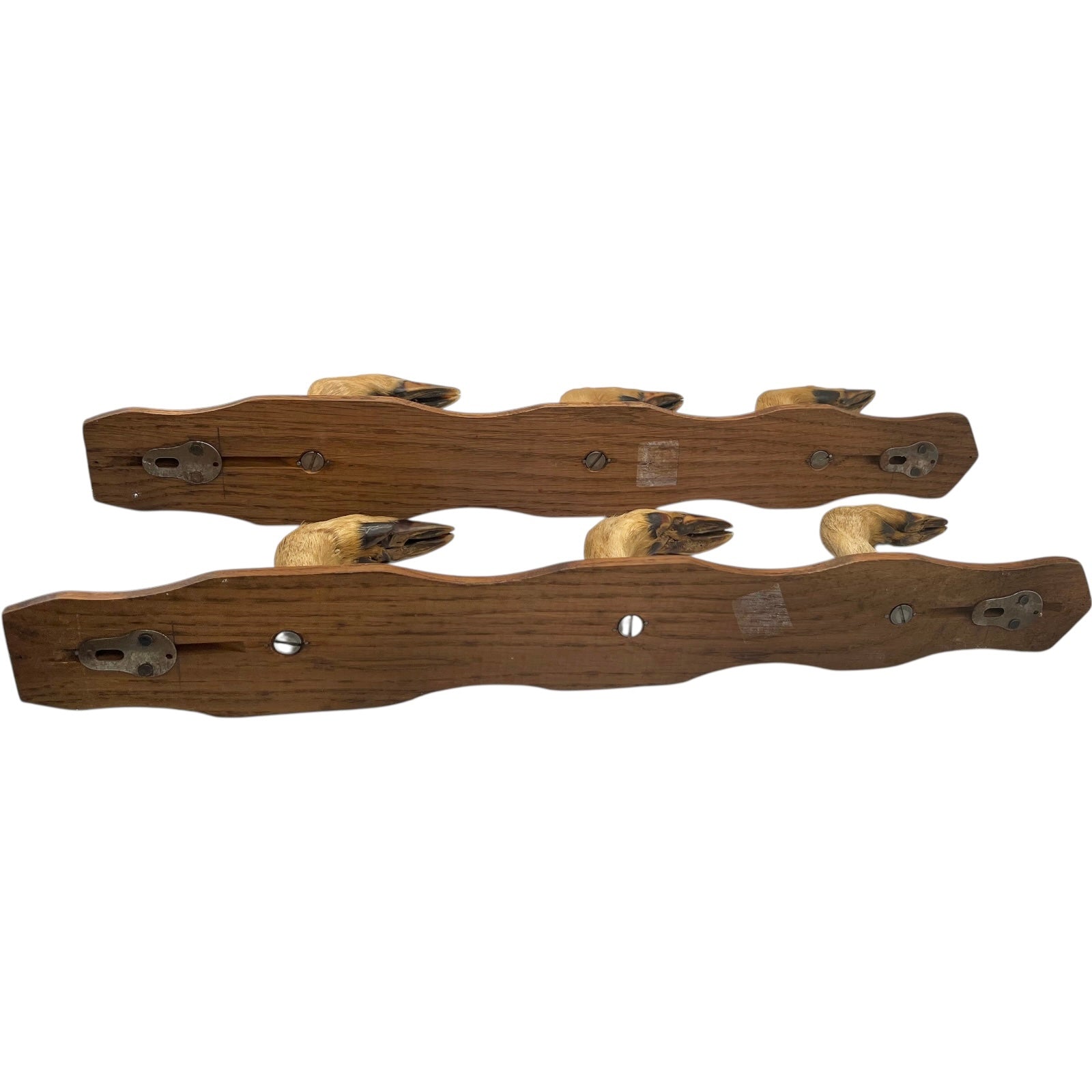 Close up of  French vintage deer hooves on a 2 wooden mounts, ideal for coat hooks - on a white background