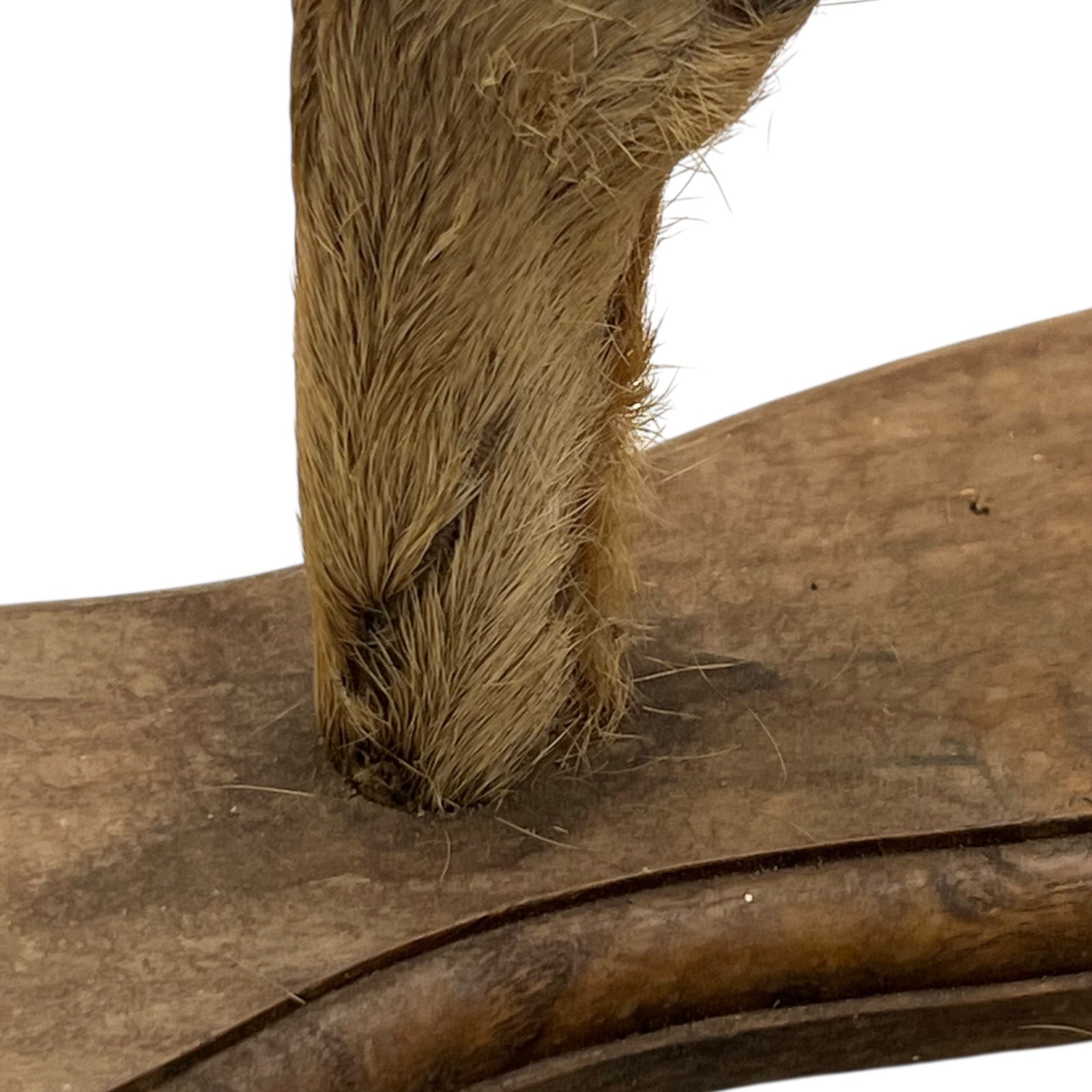 Close-up of a deer hoof on a wooden surface with a white background