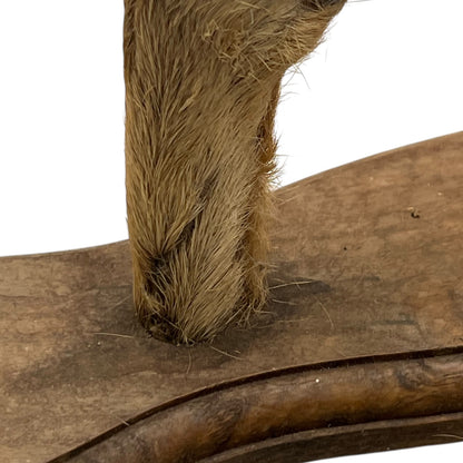 Close-up of a deer hoof on a wooden surface with a white background