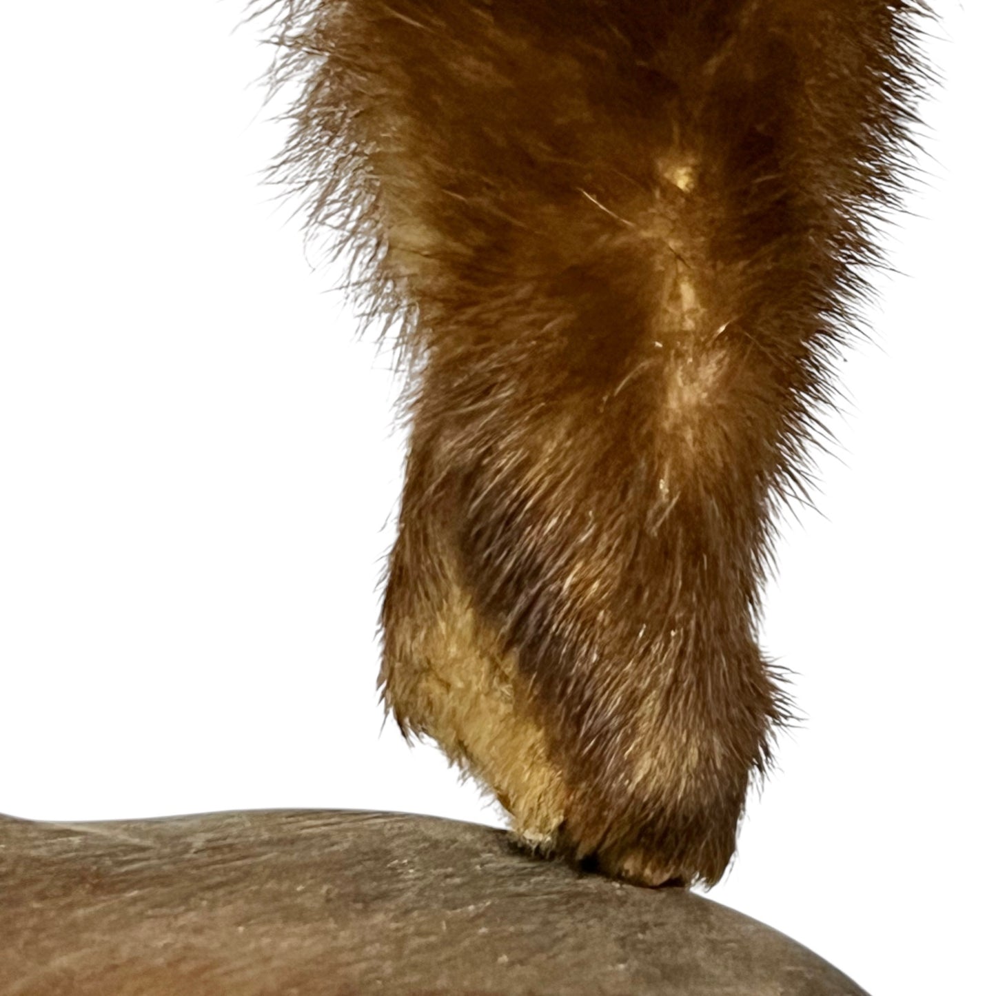 Close-up of a brown leg on a white background