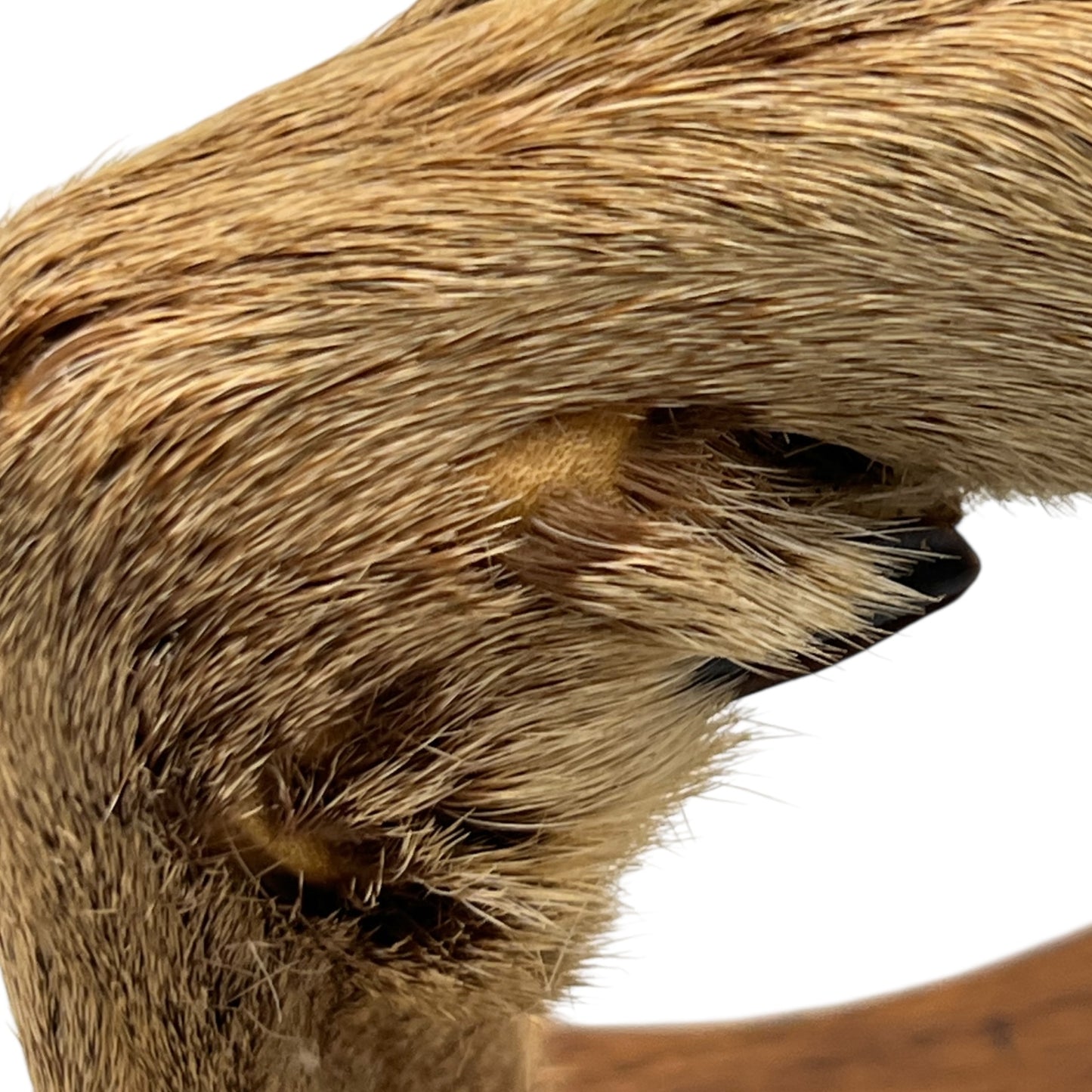close up of a pair of wooden deer antler mounts with fur on a white background