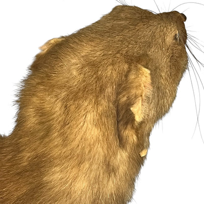 Close-up of a taxidermy small animal on a white background 