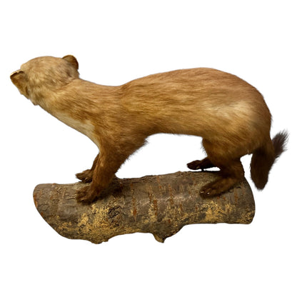 Close-up of a taxidermy small stoat-like animal against a white background.