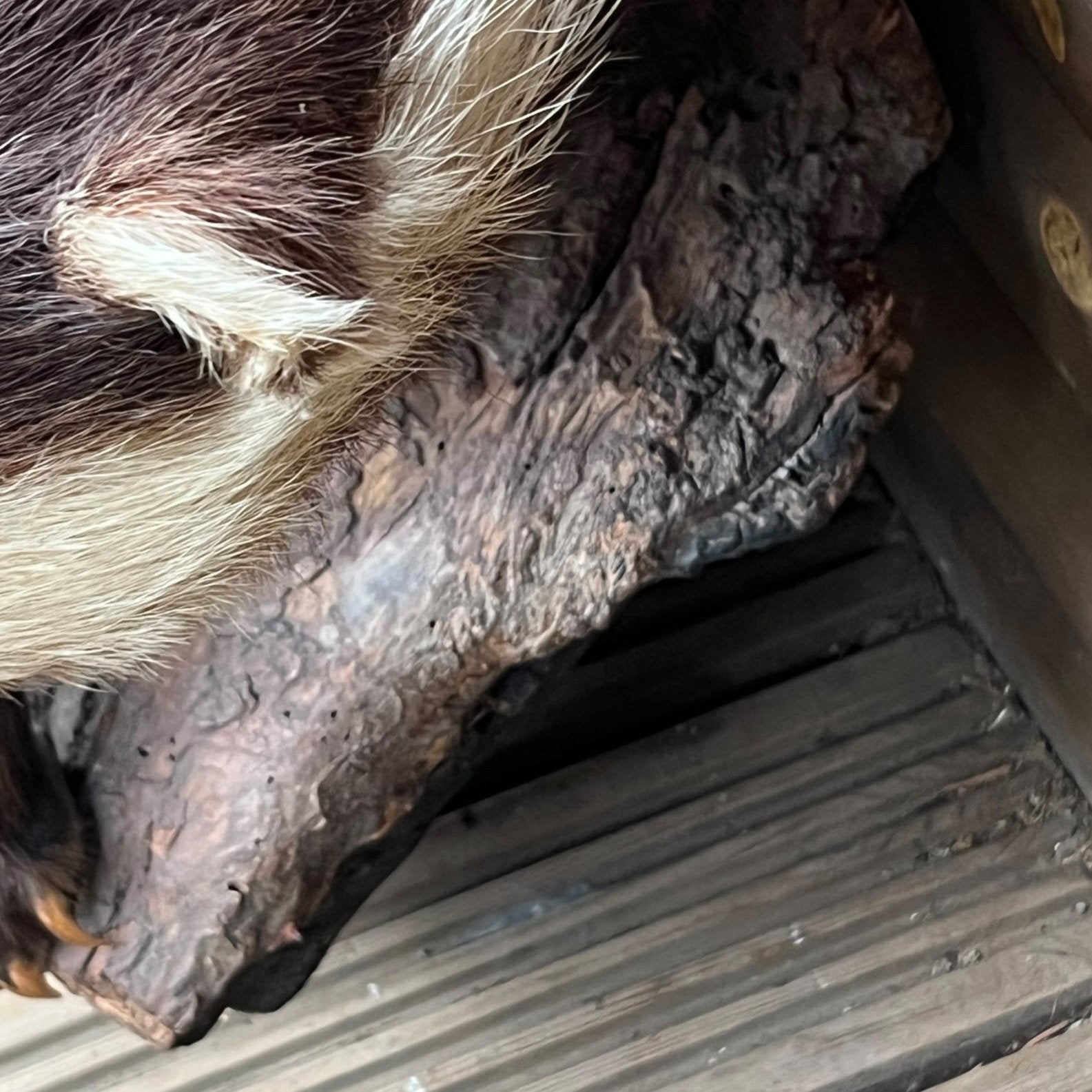 French Taxidermy Badger Adult Mounted on a Log Base in Standing Position