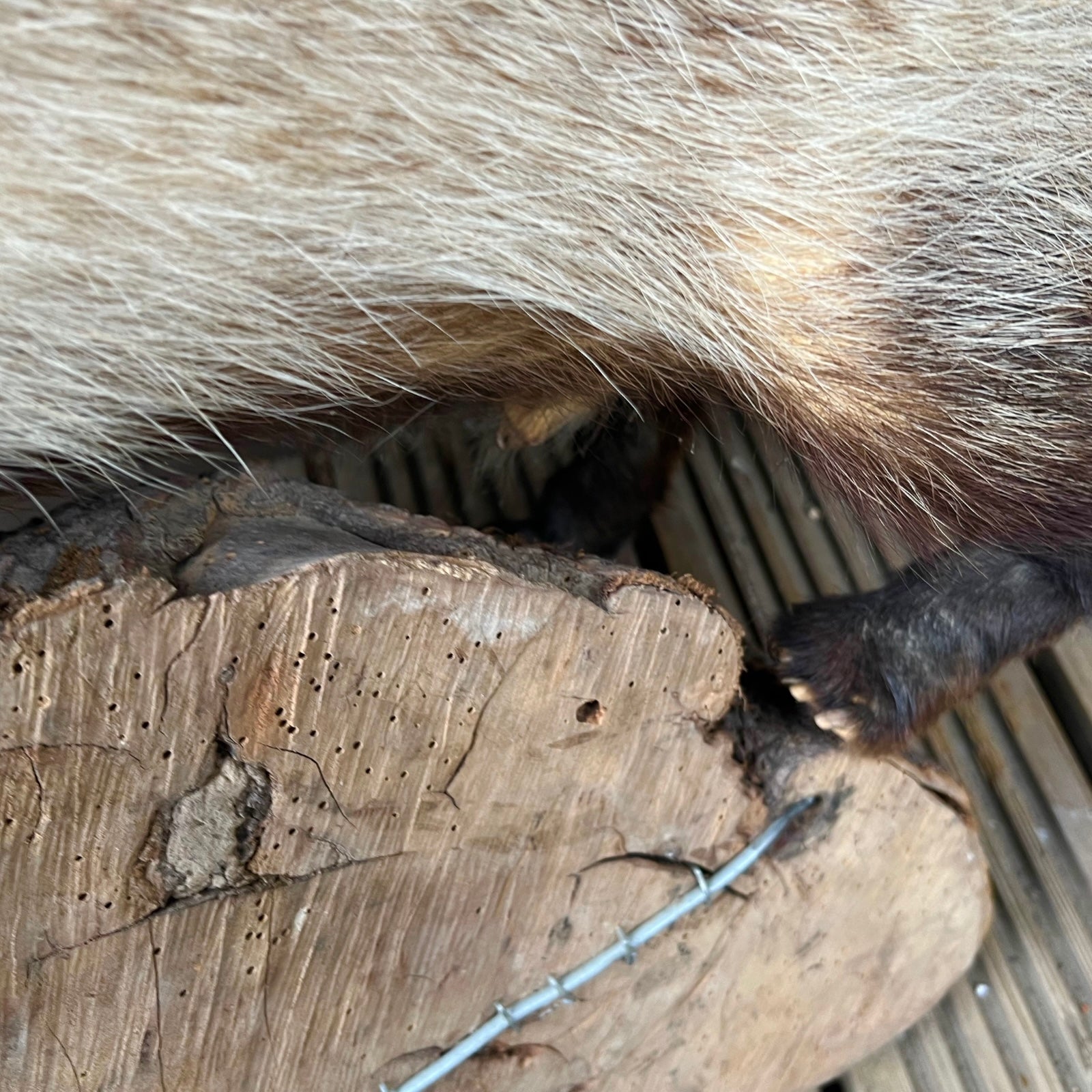 French Taxidermy Badger Adult Mounted on a Log Base in Standing Position