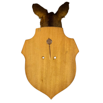 Close-up of a taxidermy deer head on a white background