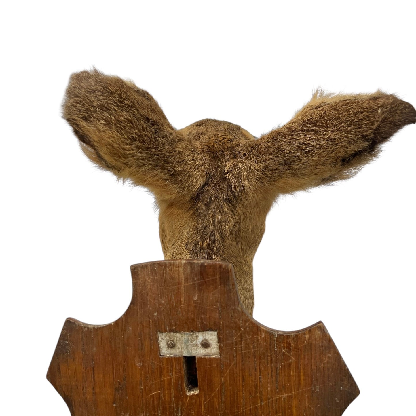 Close-up of a deer ear on a white background