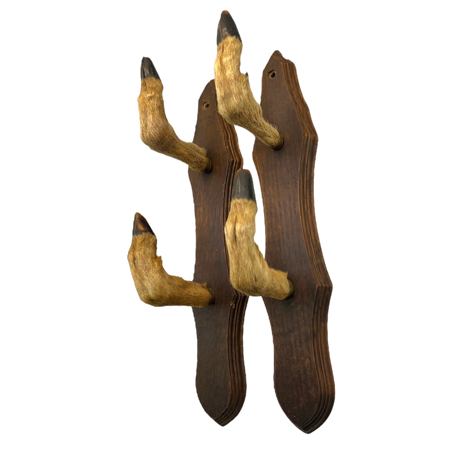 French Taxidermy Roe Deer Hooves Coat Hooks, Hat Rack or Umbrella Holder 