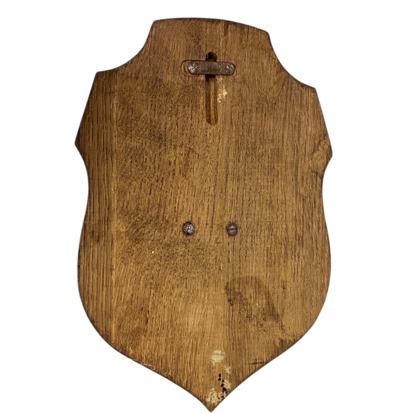 Close-up of deer mount against a wooden surface