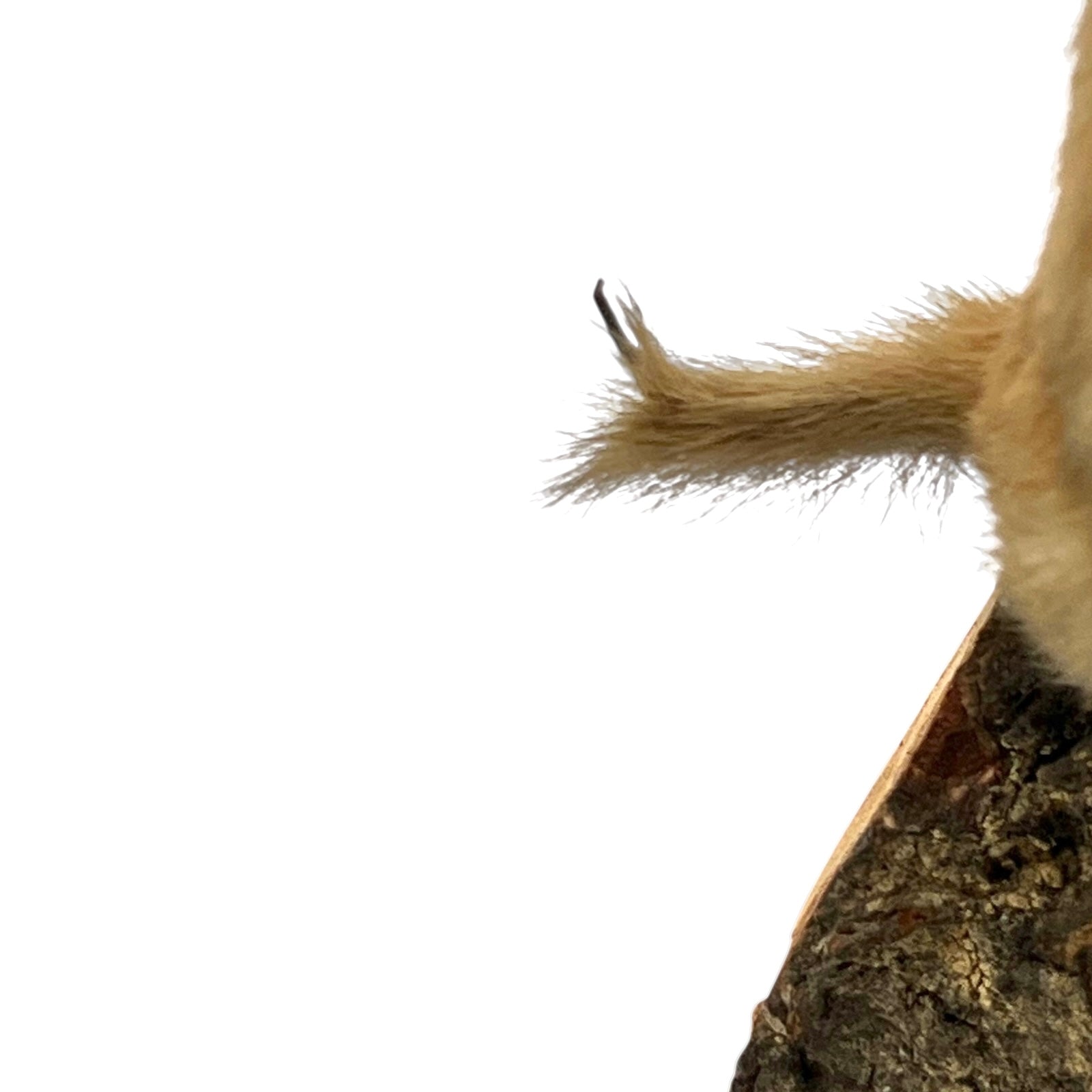 Close-up of a pair of brown weasels on a white background