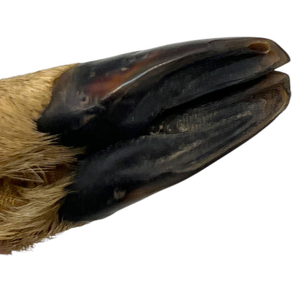 Pair of French Roe Deer Hoof Vintage Taxidermy Coat Hooks – Hunting Gift