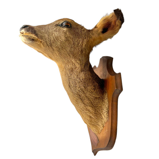 Taxidermy deer head mounted on a wooden plaque against a white background