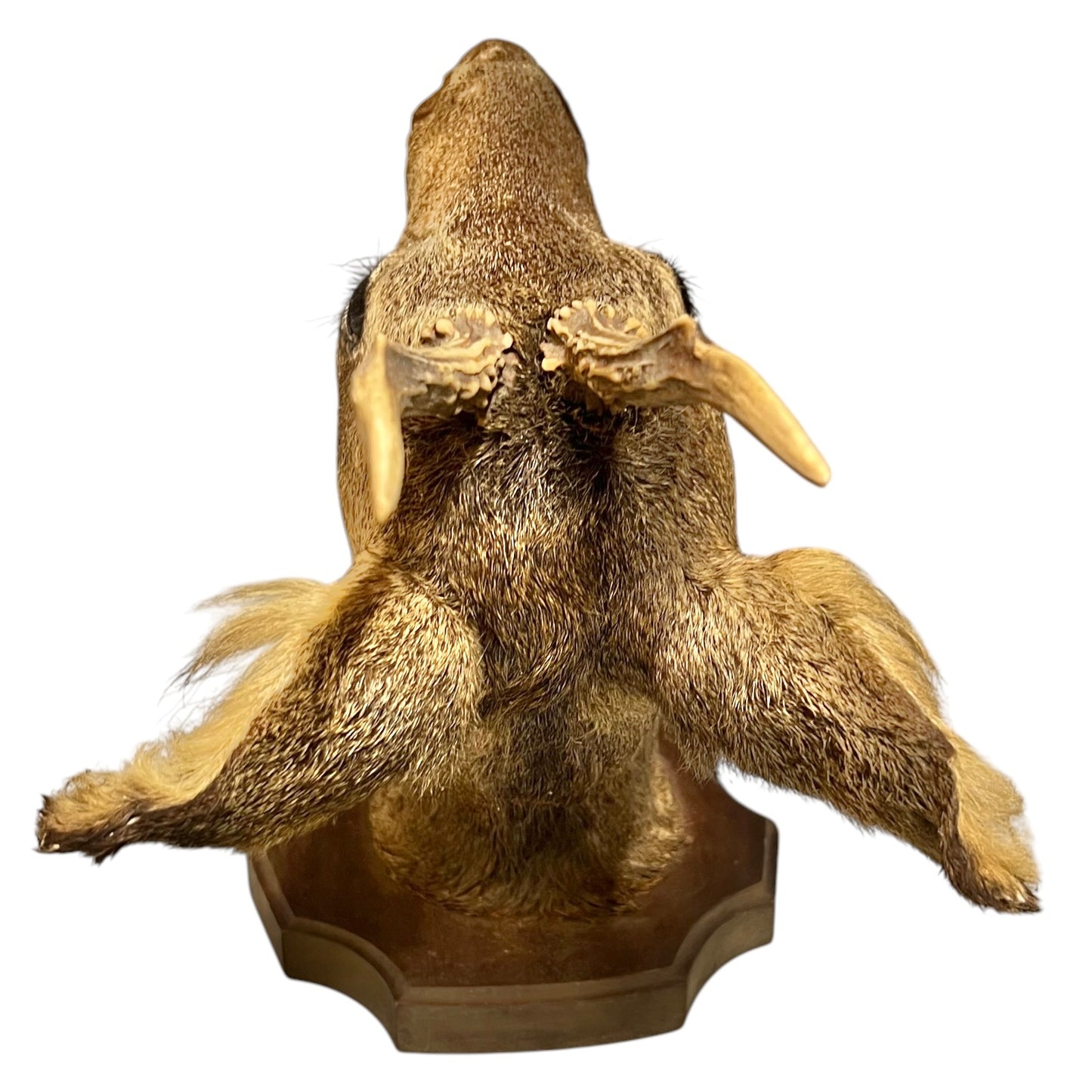 French Taxidermy Deer Head – Vintage Mounted Deer Specimen with Antlers