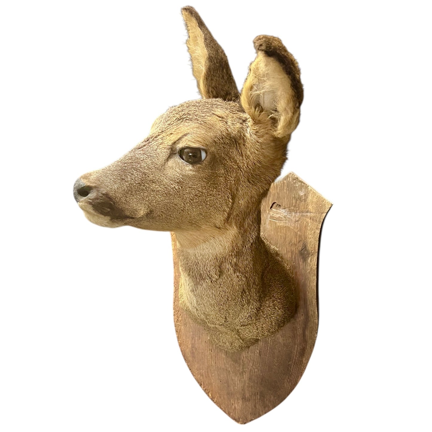 Taxidermy deer head mounted on a wooden plaque with a white background