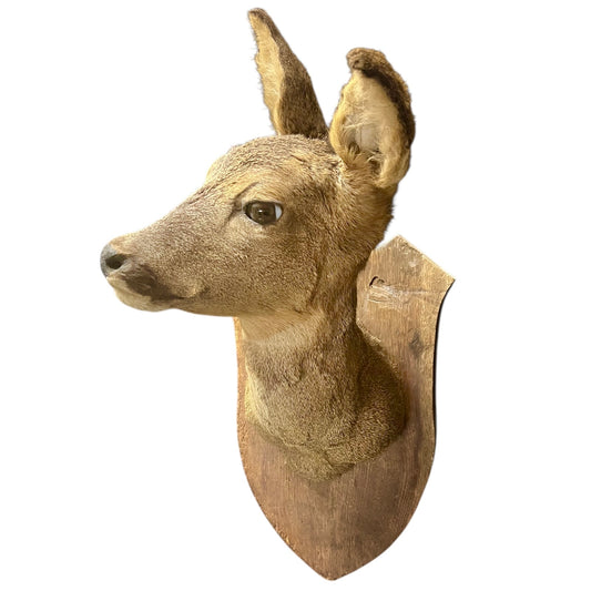 Taxidermy deer head mounted on a wooden plaque with a white background