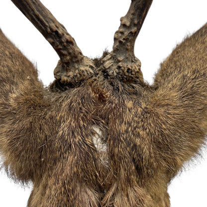 Close-up of a deer antler with detailed texture on a white background
