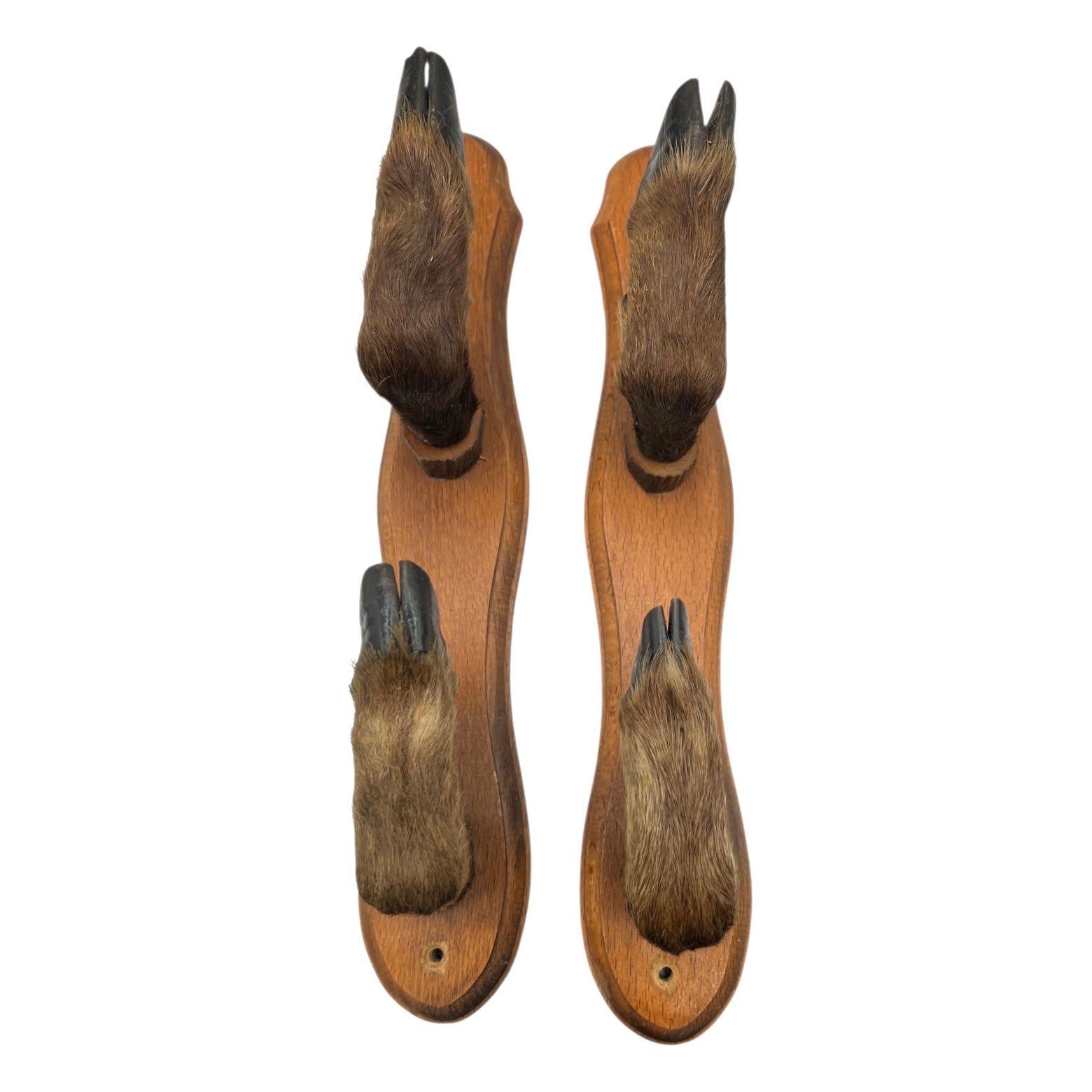 set of 4 boar hooves on a white background