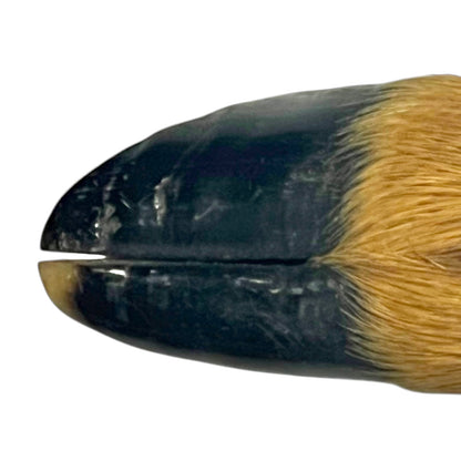 close up view of  Taxidermy Bottle Opener