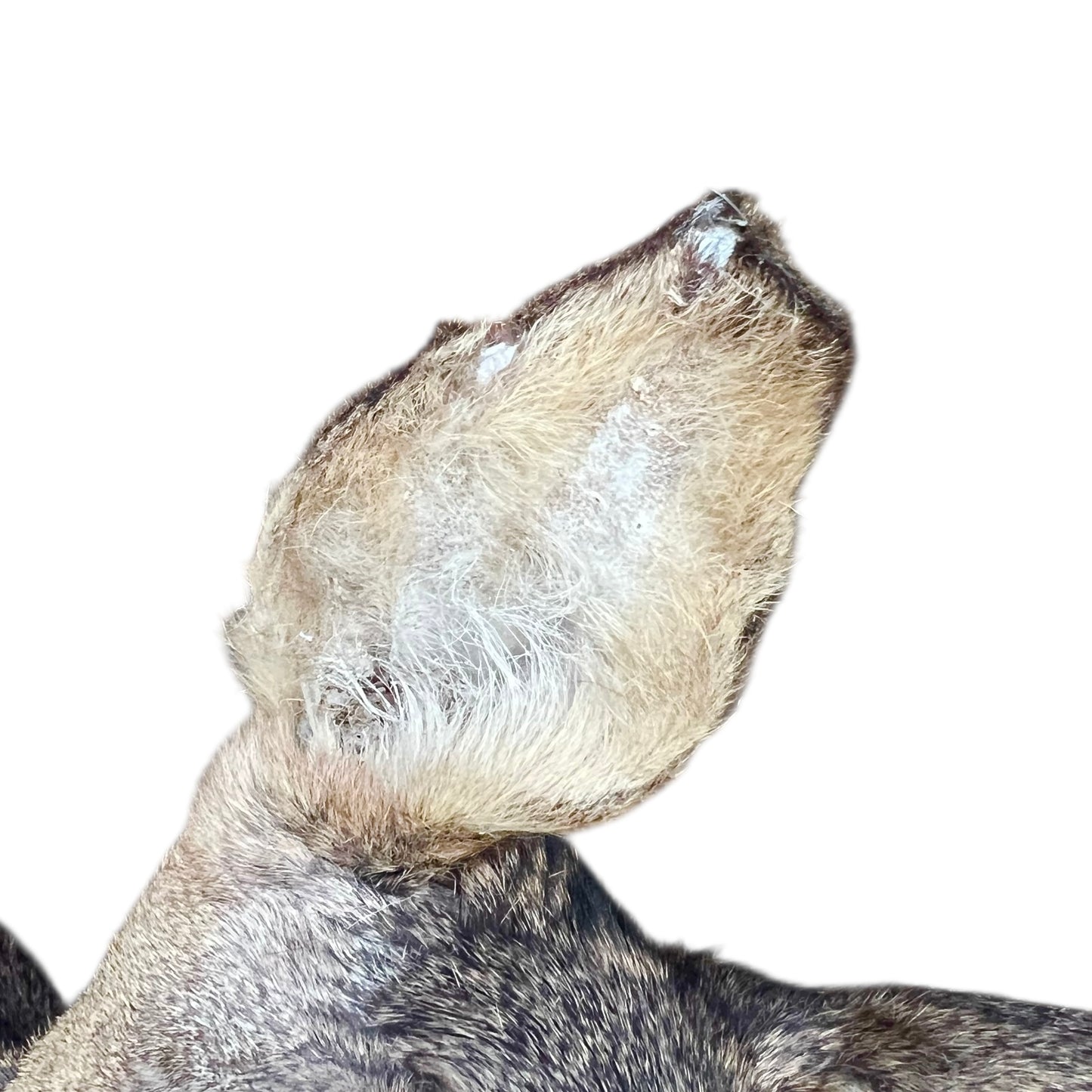 Close-up of a taxidermy deer head on a white background
