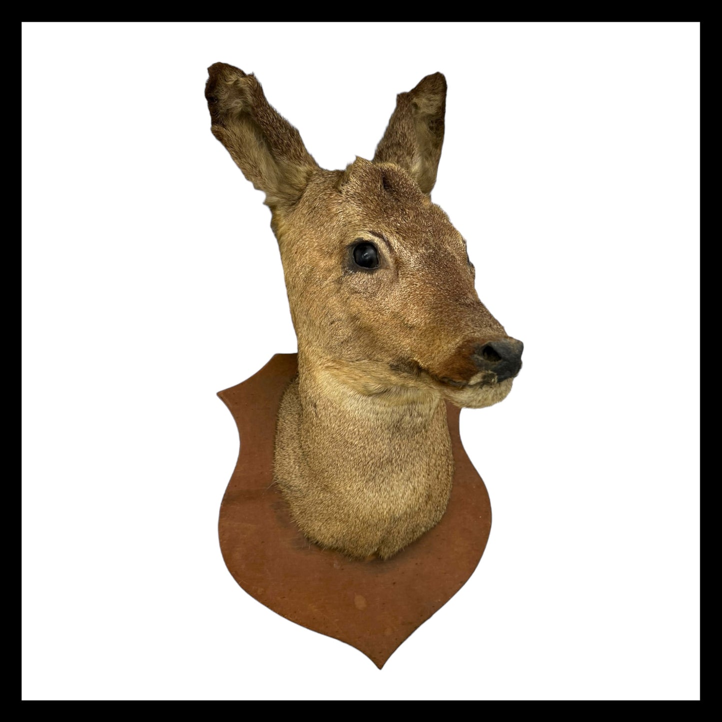 image French vintage taxidermy deer head sold by All Things French Store