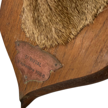 Close-up of a deer mount with a white background