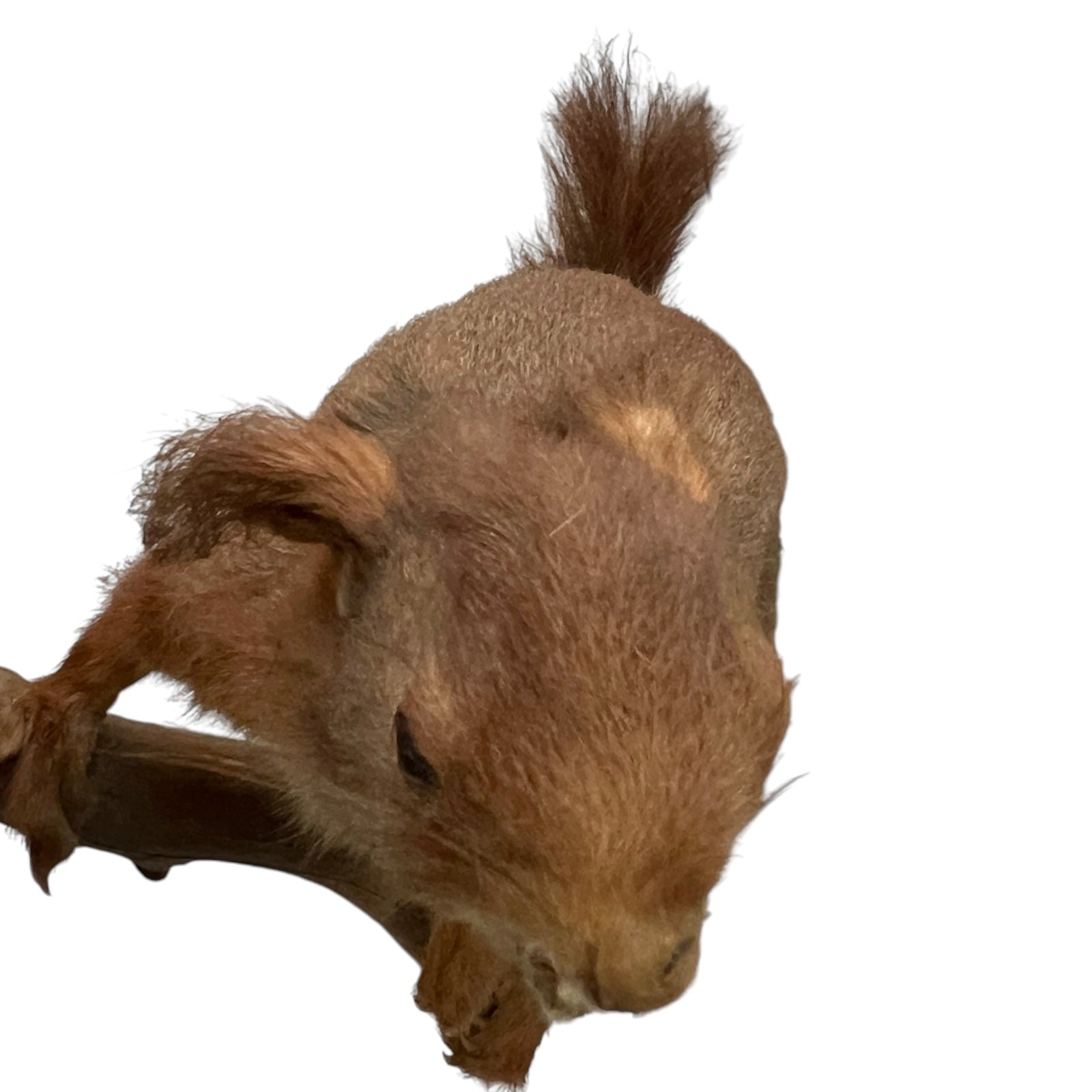Close up of a taxidermy red squirrel on a white background 