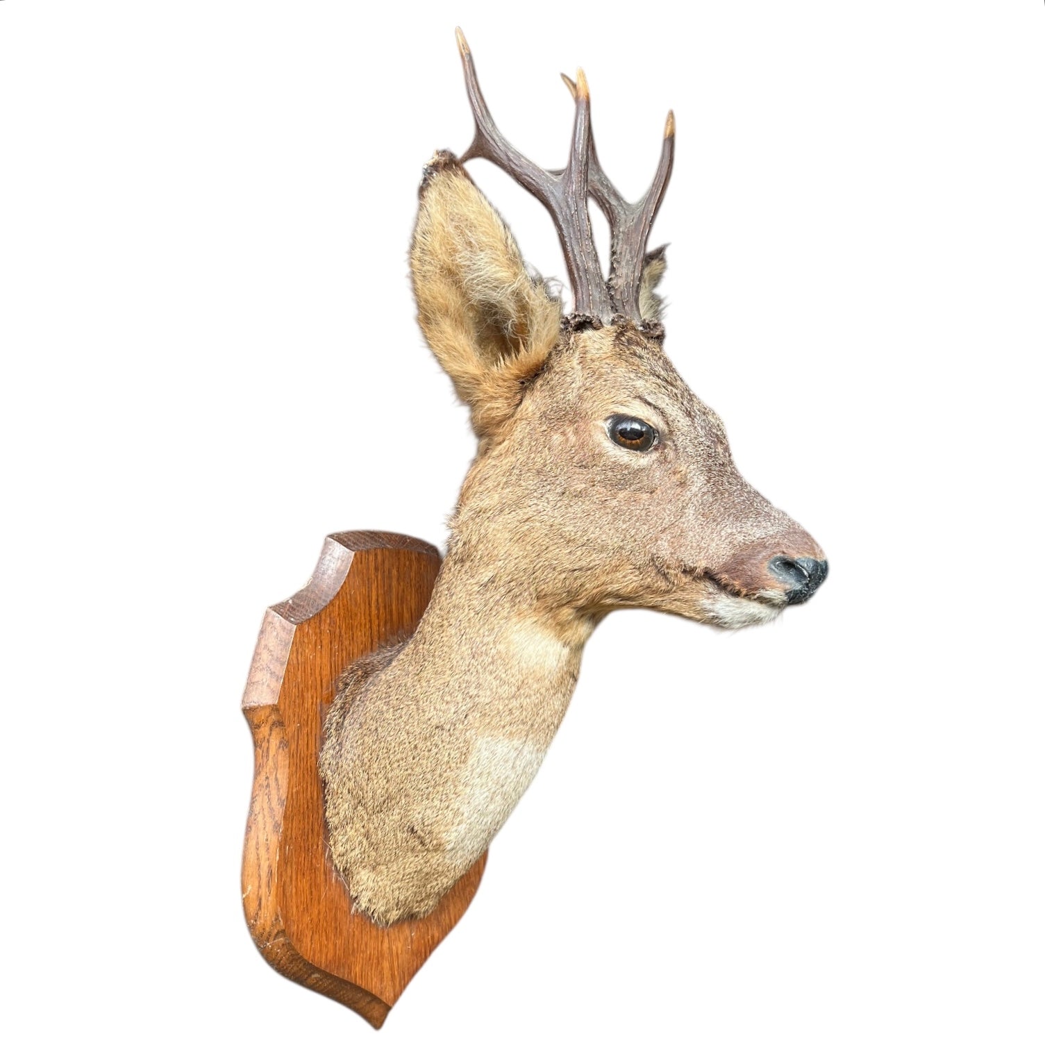 Taxidermy deer head mounted on a wooden plaque with a white background