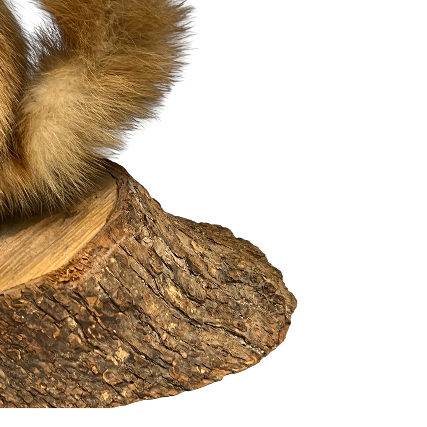 Close-up of a pine marten on a white background