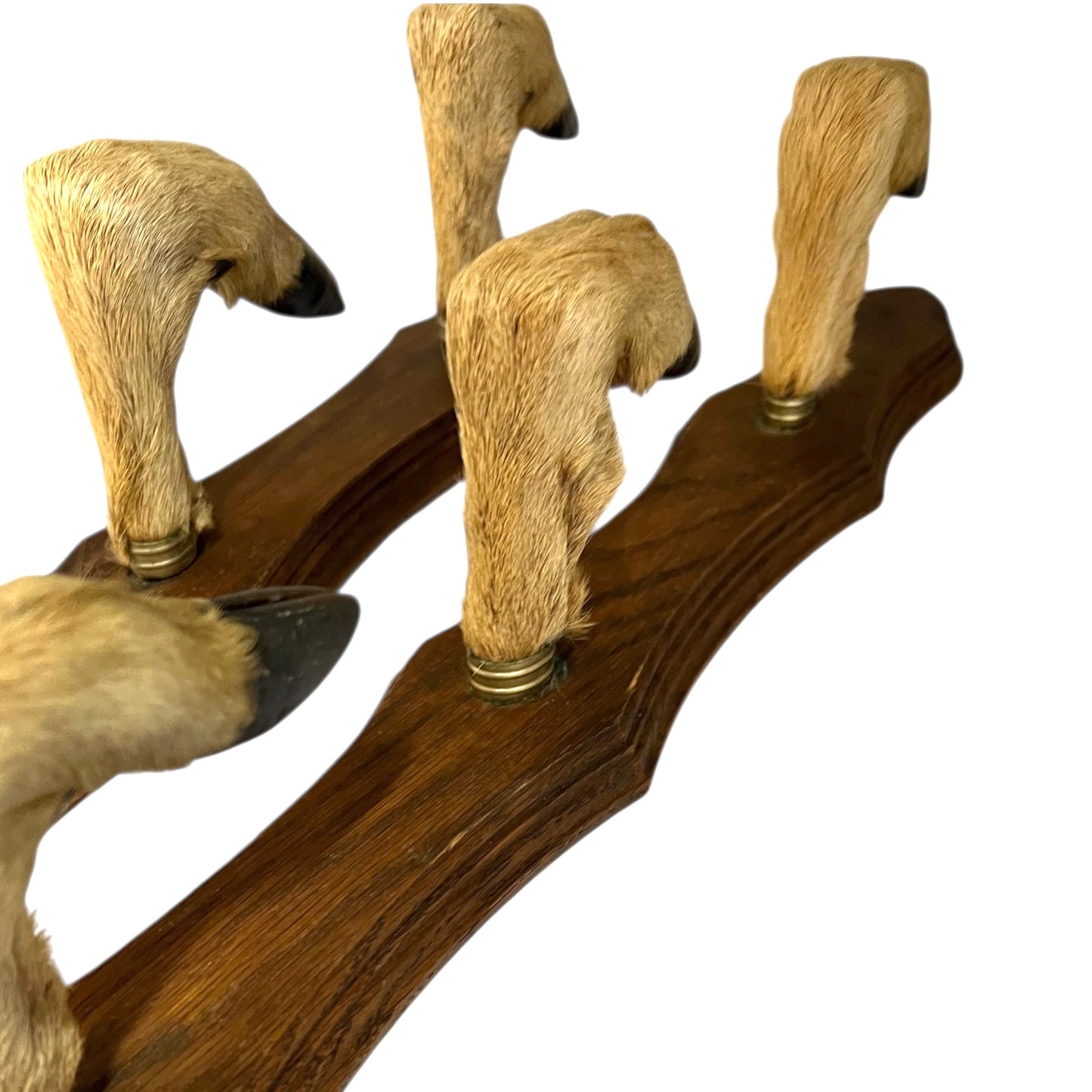 Set of 6 French Deer Hoof Vintage Taxidermy Coat Hooks – Hunting Gift