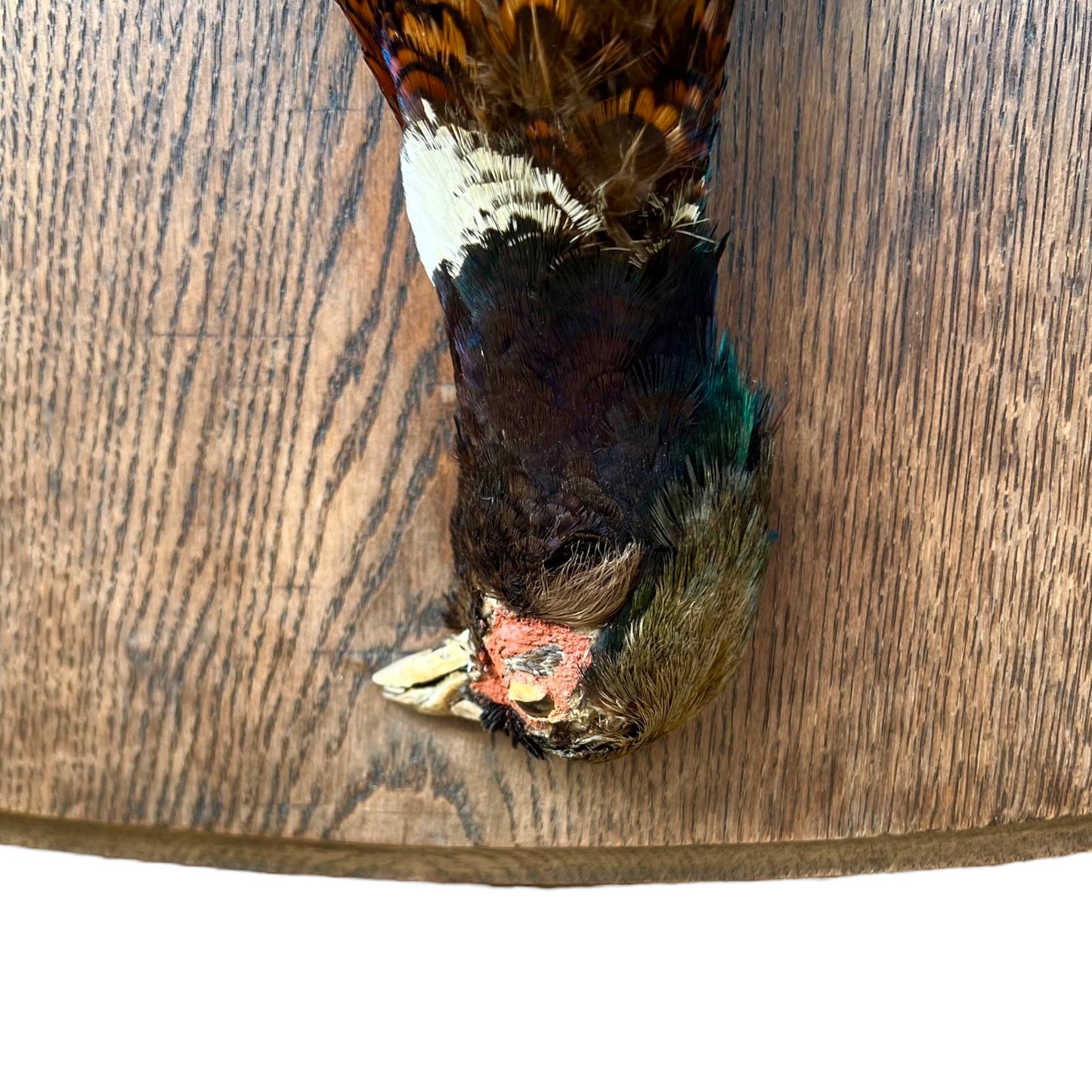 Collectable Taxidermy Pheasant, French Hunting Trophy, Eclectic Wildlife Art