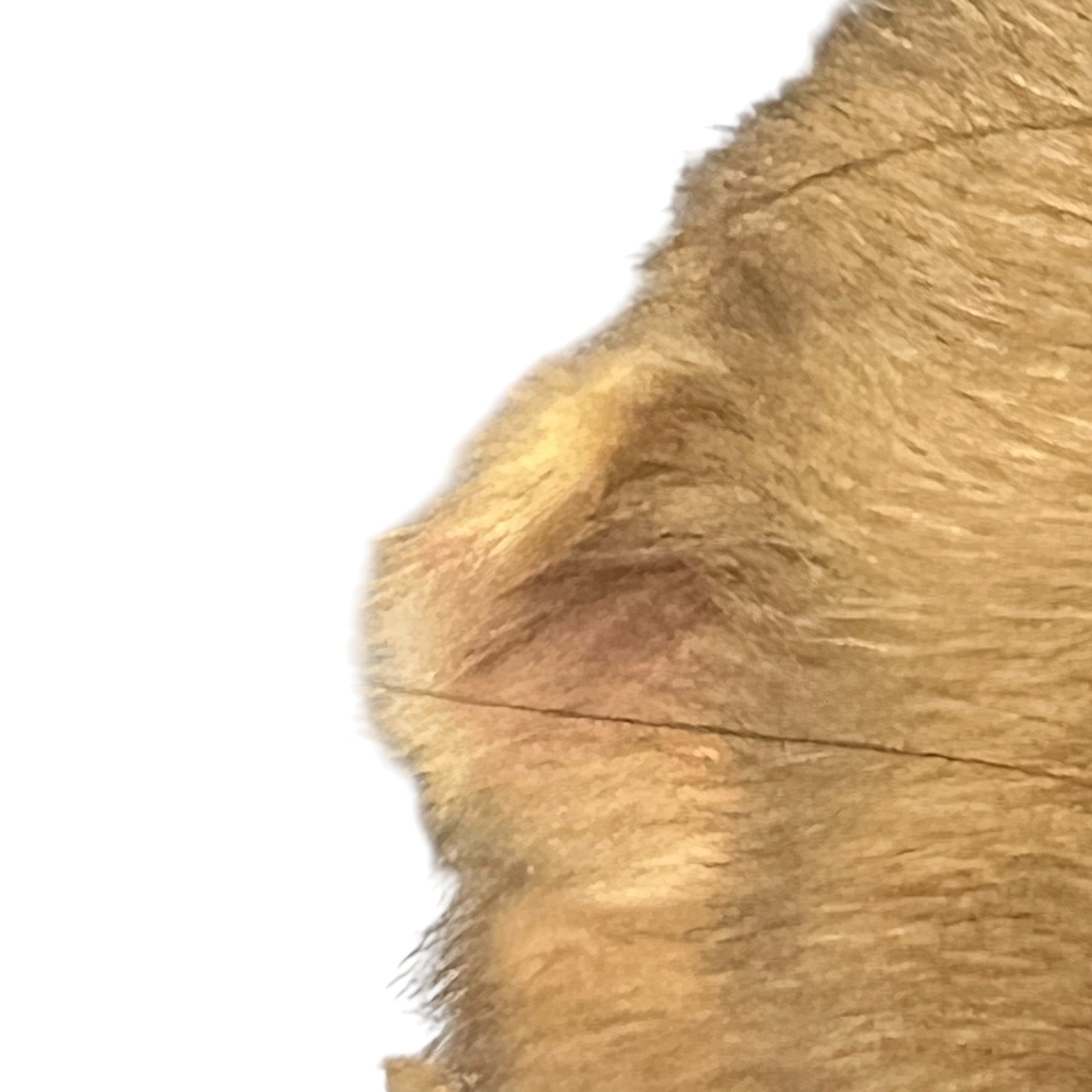Close-up of a taxidermy small animal on a white background 